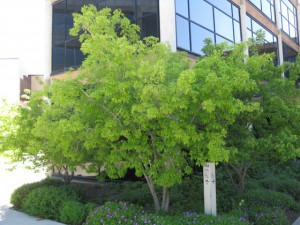 Acer ginnala grønt tre