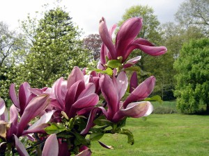 Magnolia lilliflora Nigra