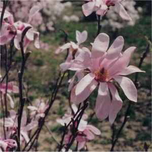 Magnolia loebneri Leonard Messel 01
