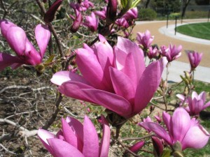 Magnolia x hybrid Ann