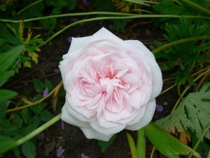 Rosa bourboniana 'Souvenir de la Maison'